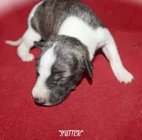SUTTER, a male Whippet for sale in Hackett, AR – 4 of 5