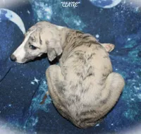 CLAIRE, a female Whippet for sale in Hackett, AR – 4 of 10