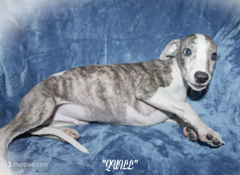 QUILL – Whippet puppy for sale in Hackett, AR