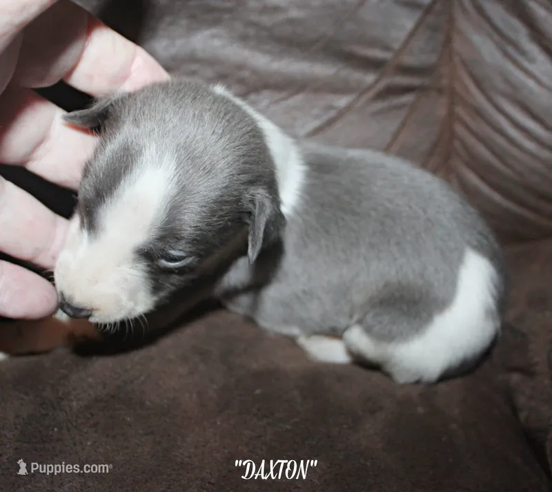 DAXTON – Whippet puppy for sale in Hackett, AR