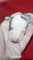 CASSIUS, a male Whippet for sale in Hackett, AR – 2 of 5