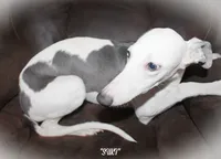 SUKI, a female Whippet for sale in Hackett, AR – 3 of 10