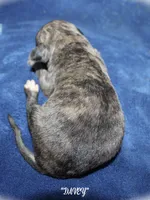 DAVEY, a male Whippet for sale in Hackett, AR – Photo 5 of 5