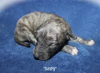 DAVEY, a male Whippet for sale in Hackett, AR – Photo 3 of 5