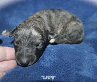 DAVEY, a male Whippet for sale in Hackett, AR – Photo 1 of 5