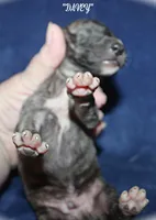 DAVEY, a male Whippet for sale in Hackett, AR – Photo 4 of 5