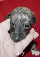 ORCA, a male Whippet for sale in Hackett, AR – 7 of 9