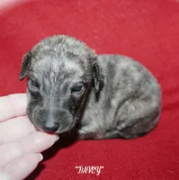 ORCA, a male Whippet for sale in Hackett, AR – 6 of 9