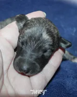 DAVEY, a male Whippet for sale in Hackett, AR – Photo 2 of 5
