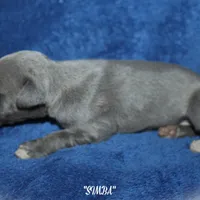 SIMBA, a male Whippet for sale in Hackett, AR – Photo 3 of 5