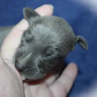 SIMBA, a male Whippet for sale in Hackett, AR – Photo 2 of 5