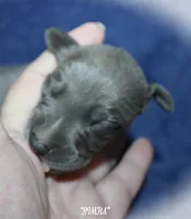 SIMBA, a male Whippet for sale in Hackett, AR – Photo 2 of 5