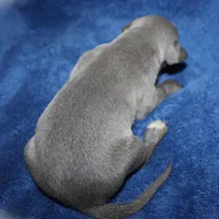 SIMBA, a male Whippet for sale in Hackett, AR – Photo 5 of 5