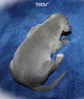 SIMBA, a male Whippet for sale in Hackett, AR – Photo 5 of 5