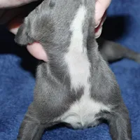 SIMBA, a male Whippet for sale in Hackett, AR – Photo 4 of 5