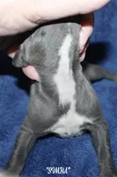 SIMBA, a male Whippet for sale in Hackett, AR – Photo 4 of 5