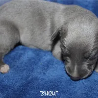 SIMBA, a male Whippet for sale in Hackett, AR – Photo 1 of 5