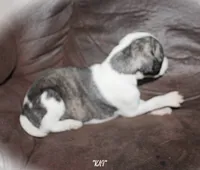 KAI, a female Whippet for sale in Hackett, AR – 2 of 9