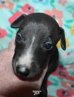ZEN, a female Whippet for sale in Hackett, AR – 6 of 10