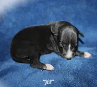 ZEN, a female Whippet for sale in Hackett, AR – Photo 5 of 9
