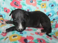 ZEN, a female Whippet for sale in Hackett, AR – 7 of 10