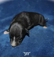 ZEN, a female Whippet for sale in Hackett, AR – Photo 7 of 9