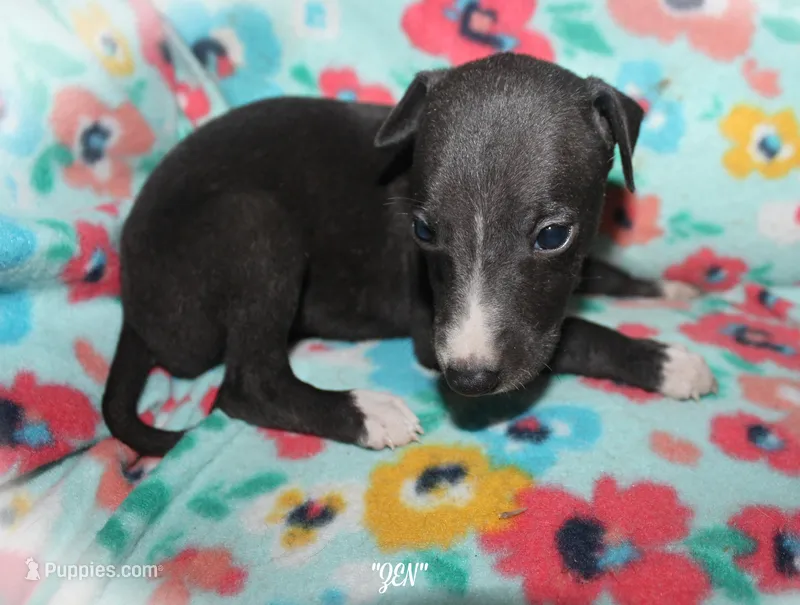 ZEN – Whippet puppy for sale in Hackett, AR
