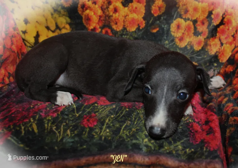 ZEN – Whippet puppy for sale in Hackett, AR