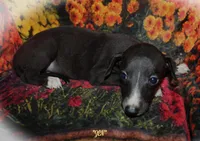 ZEN, a female Whippet for sale in Hackett, AR – 1 of 10