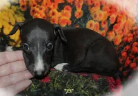 ZEN, a female Whippet for sale in Hackett, AR – 3 of 10