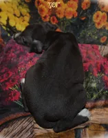 ZEN, a female Whippet for sale in Hackett, AR – 4 of 10