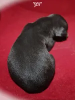 ZEN, a female Whippet for sale in Hackett, AR – Photo 4 of 9