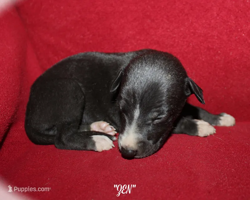 ZEN, a female Whippet for sale in Hackett, AR – Photo 1 of 9
