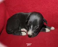 ZEN, a female Whippet for sale in Hackett, AR – Photo 1 of 9