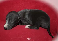 ZEN, a female Whippet for sale in Hackett, AR – Photo 3 of 9