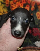 ZEN, a female Whippet for sale in Hackett, AR – 2 of 10