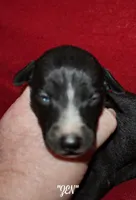 ZEN, a female Whippet for sale in Hackett, AR – Photo 2 of 9