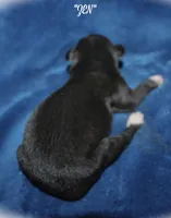 ZEN, a female Whippet for sale in Hackett, AR – Photo 9 of 9