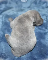 ROMY, a female Whippet for sale in Hackett, AR – 4 of 4