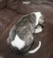 QUILL, a male Whippet for sale in Hackett, AR – 4 of 8