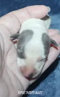 STEVE, a male Whippet for sale in Hackett, AR – 2 of 4