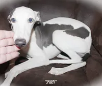 SUKI, a female Whippet for sale in Hackett, AR – 4 of 10