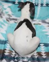 processed/77d22939-d4aa-4257-81c7-a37576a086f7/listing/67414ac0-d1ec-4887-a5c4-8a569ad1a3ea/018a608b-4106-44ac-bc0b-39517e0e6777