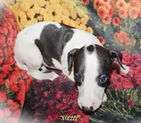 processed/77d22939-d4aa-4257-81c7-a37576a086f7/listing/67414ac0-d1ec-4887-a5c4-8a569ad1a3ea/18ee43be-aafe-447e-9fbe-e0faf51a80b2