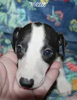 processed/77d22939-d4aa-4257-81c7-a37576a086f7/listing/67414ac0-d1ec-4887-a5c4-8a569ad1a3ea/c0543504-0eb1-4123-a83b-86a5364d3d2e