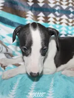 processed/77d22939-d4aa-4257-81c7-a37576a086f7/listing/67414ac0-d1ec-4887-a5c4-8a569ad1a3ea/ce2ba075-d78e-40d9-9311-30d5fbde051f