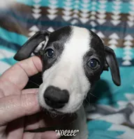 processed/77d22939-d4aa-4257-81c7-a37576a086f7/listing/67414ac0-d1ec-4887-a5c4-8a569ad1a3ea/d76c8614-99b5-4e09-af16-1c78ef834492