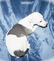 CHECKERS, a male Whippet for sale in Hackett, AR – 4 of 4