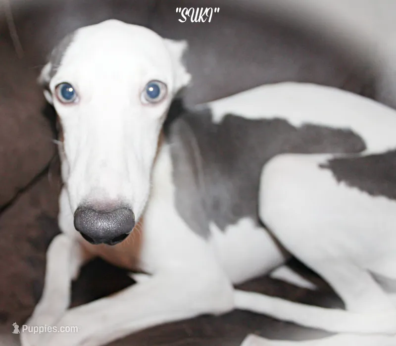 SUKI – Whippet puppy for sale in Hackett, AR