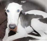 SUKI, a female Whippet for sale in Hackett, AR – 1 of 10